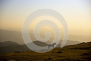 horse pacing peacefully in the mountains at sunset