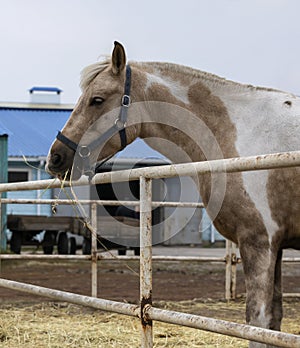 Horse in the paddock.