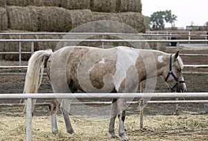 Horse in the paddock.