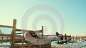 Horse in a paddock eat hay against of a winter sunset sky, tilt dolly shot, slow motion