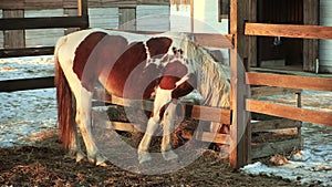 Horse in paddock eating hay at ranch or farm, handheld, slow motion