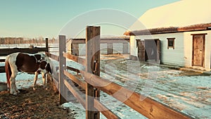 Horse in paddock eating hay at ranch or farm, pan shot, slow motion