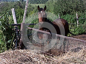 Horse in the paddock photo
