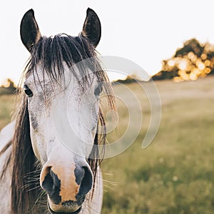 Brumby Horse Sunset