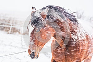 A horse in a paddock on a windy winter day. Visible snowflakes, wind and frost. Close-up of the horse eyes, head.