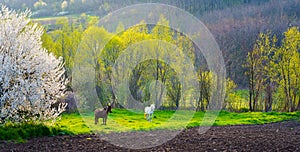 Horse pair in  the land.