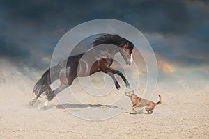 Horse paly with dog