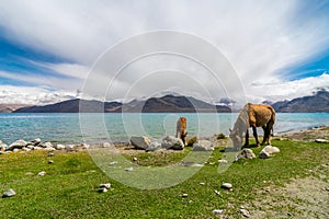 Horse at Pangong Lake in Leh Ladakh, Jammu and Kashmir, India