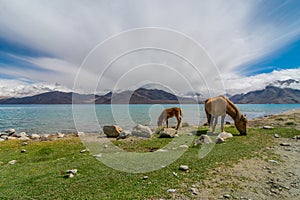 Horse at Pangong Lake in Leh Ladakh, Jammu and Kashmir, India