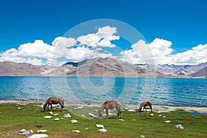 Horse at Pangong Lake view from Between Spangmik and Maan in Ladakh, Jammu and Kashmir, India