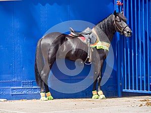 Horse Parade