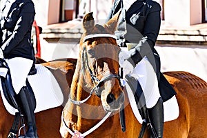 Horse parade at the festival of the three graves in Igualada, Barcelona. photo