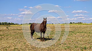 Horse pasts on meadow