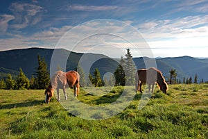 Un cavallo sul pascolo 