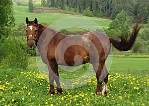 Horse on Pasture photo