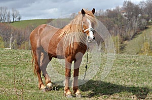 Horse pasture