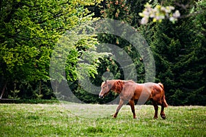 Horse on pasture