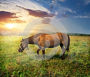 Horse on pasture