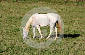 Horse on pasture