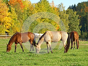 Horse pasture