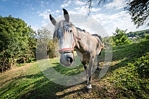 Horse on pasture