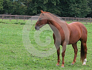 Horse in pasture