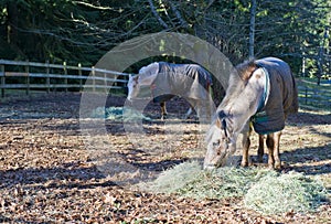 Horse Pasture Alfalfa