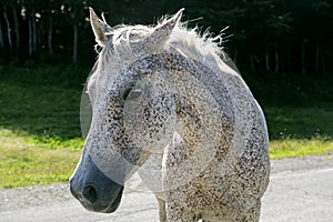 Horse at pasture on the Appennino