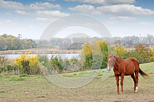 Horse on pasture autumn season photo