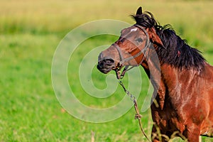 Horse in the pasture. Background with selective focus and copy space