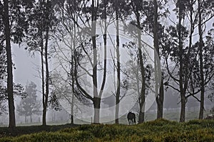 A horse in a pasture with barbed wire and fog in the morning.