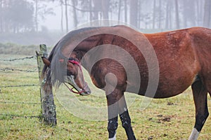 A horse in a pasture with barbed wire and fog in the morning.