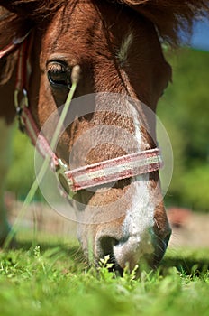 Horse on the pasture