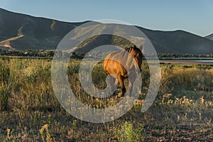 Horse in the pasture at dawn with background of mountains