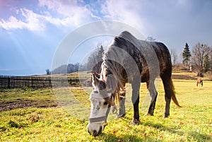 Horse on pasture in evening glow