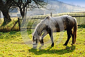 Horse on pasture in evening glow