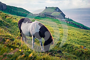 Horse on pasture. Foggy summer morning in Velbastadur village, Streymoy, Faroe Islands, Kingdom of Denmark, Europe. Traveling conc