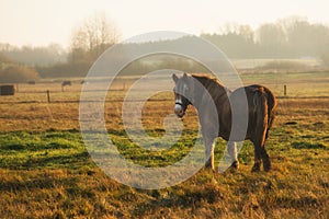 Horse in pasture at foggy sunrise, countryside in Lithuania, rural landscape