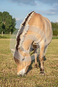 Horse in a pasture in the French countryside