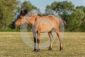 Horse in a pasture in the French countryside