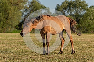 Horse in a pasture in the French countryside