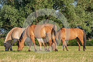 Horse in a pasture in the French countryside