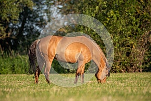 Horse in a pasture in the French countryside