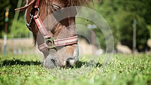 Horse on the pasture