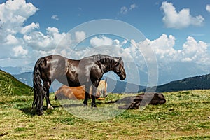 Horse on a pasture with a great view of the mountains. Brown stallion roaming free in summer Alpine meadow. Herd of horses in