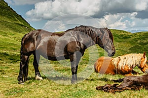 Horse on a pasture with a great view of the mountains. Brown stallion roaming free in summer meadow. Herd of horses in green