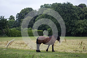 A horse in the pasture. The horse-breeding farm. Countryside life.
