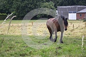A horse in the pasture. The horse-breeding farm. Countryside life.