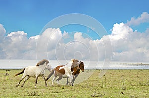 Horse on the pasture Horses running in a pasture with the blue sky