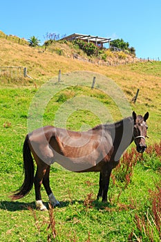 A horse in a pasture with a house in the background